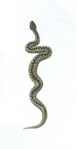 zmije-obecna.png