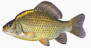 karas-obecny.png