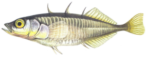 koljuska-triostna.png