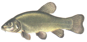 lin-obecny-p.png