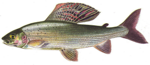 lipan-podhorni.png