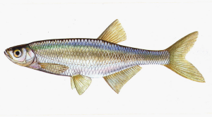 ouklej-obecna.png