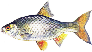 plotice-obecna.png