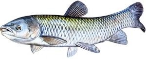 amur-bily.png