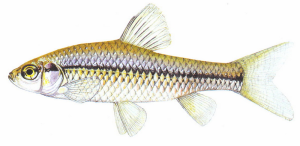 strevlicka-vychodni.png