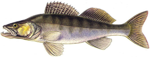 candat-obecny.png